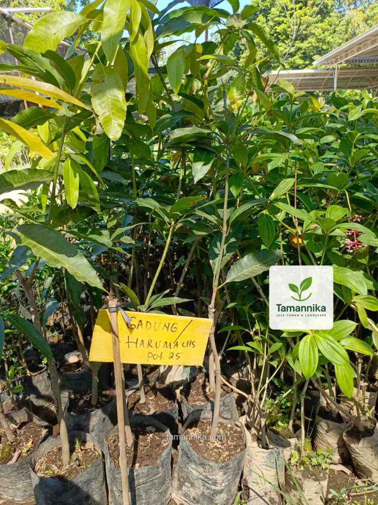 jual bibit pohon gadung harumanis