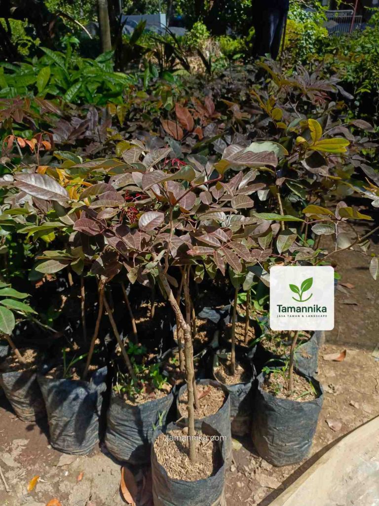 jual bibit pohon kelengkeng merah