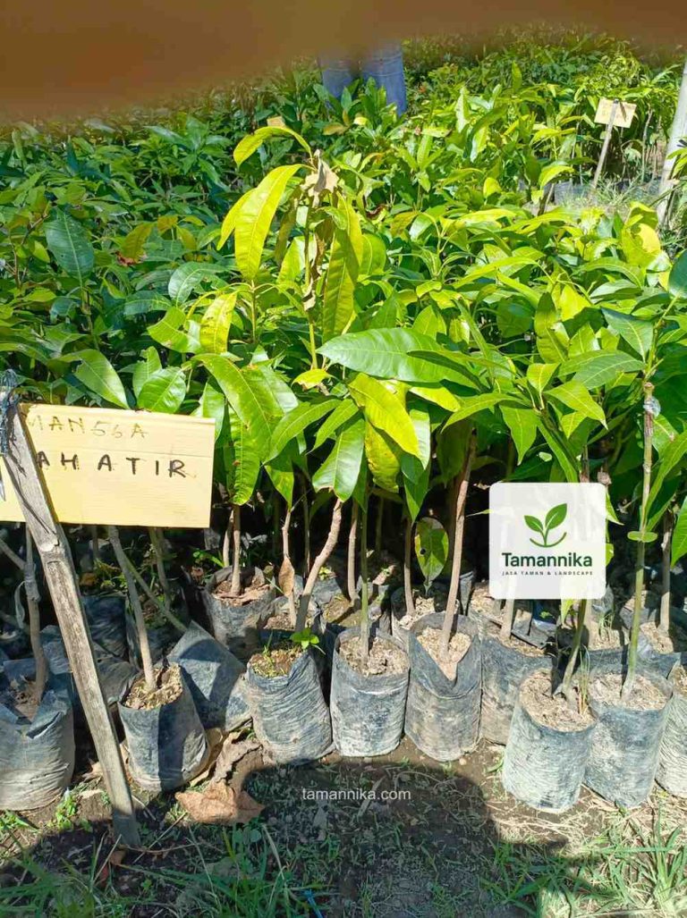 jual bibit pohon mangga mahatir