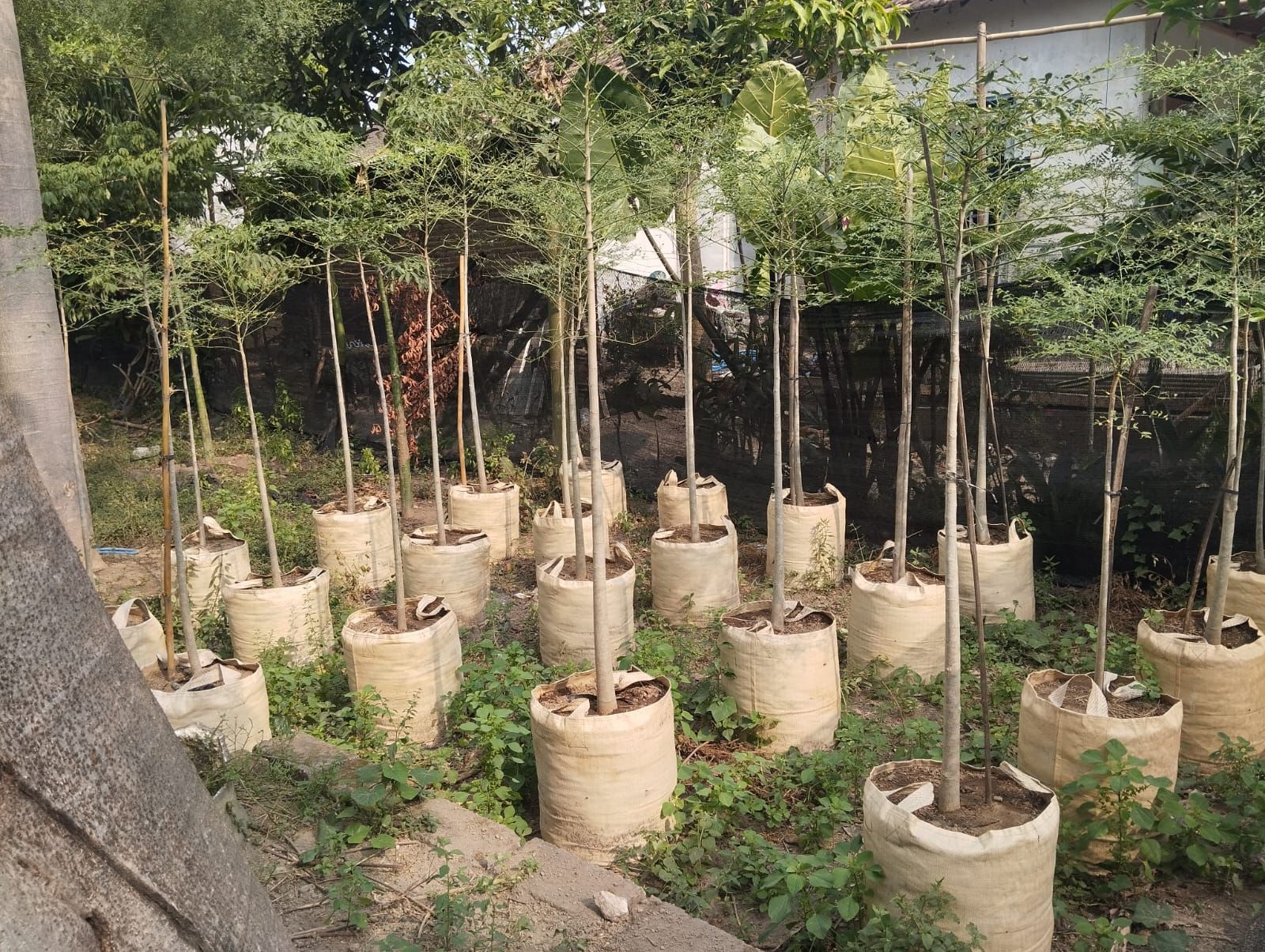 jual pohon moringa afrika untuk Lahan