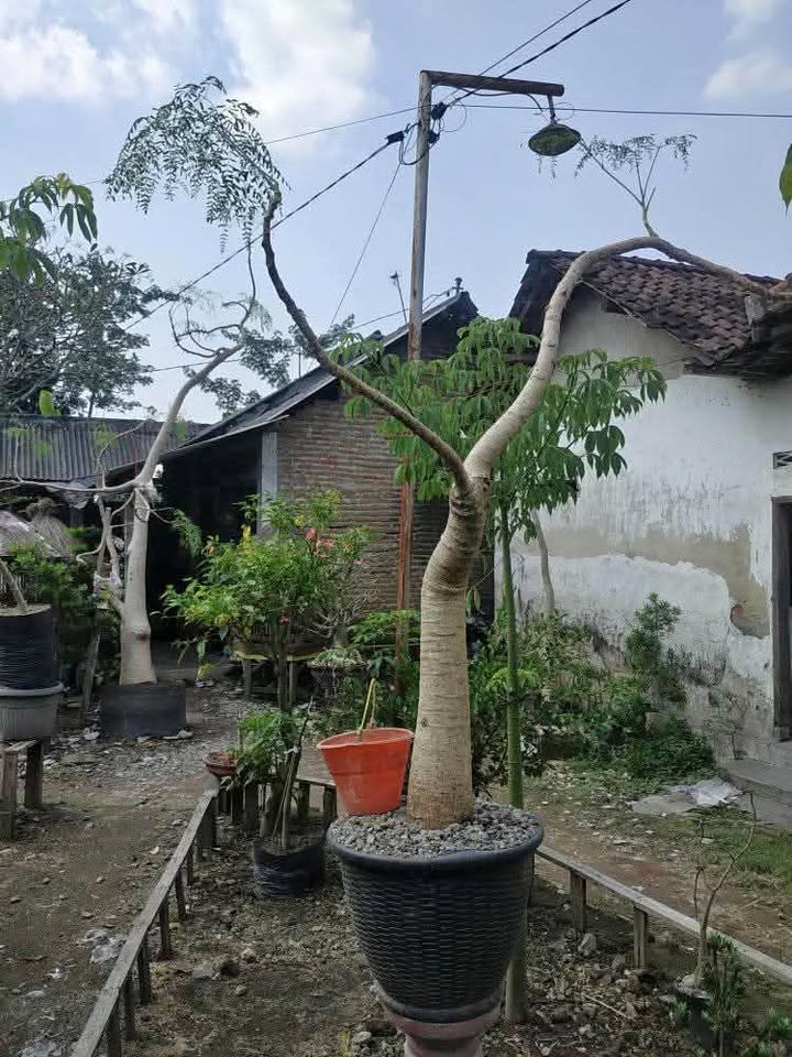 Jual Pohon Moringa Afrika Bonsai