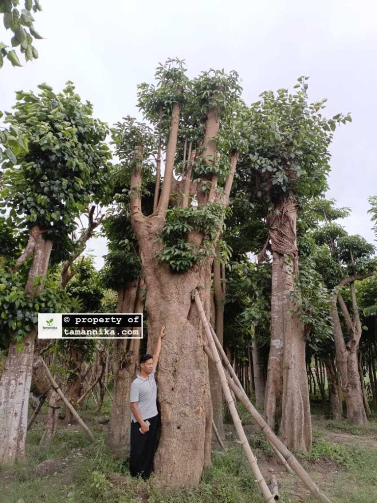 Jual Pohon Bodhi di Bogor