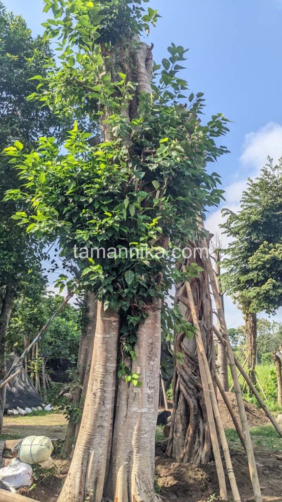 Jual Pohon Bodhi di Klungkung