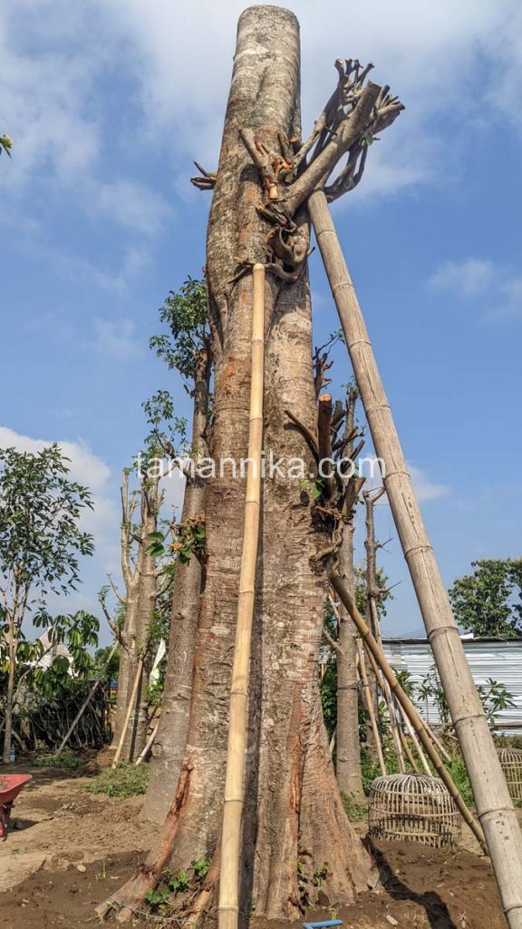 Jual Pohon Bodhi Tinggi 4 Meter