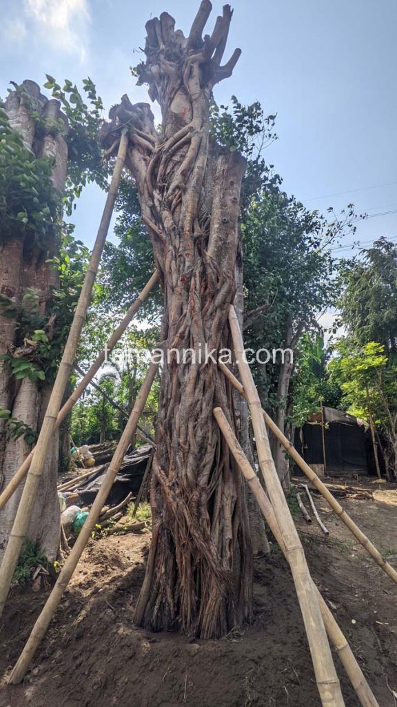 Jual Pohon Bodhi Tinggi 8 Meter