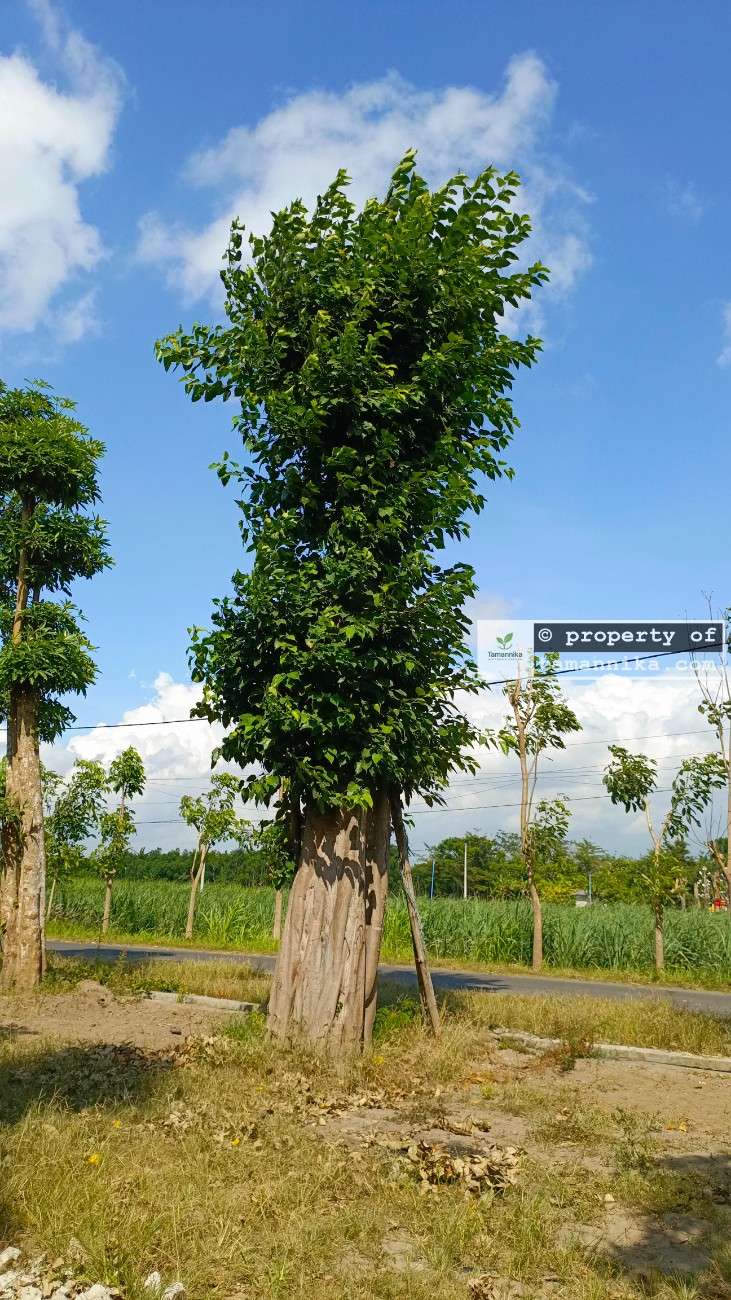 Jual Pohon Bodhi 4