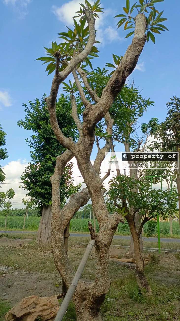 Jual Pohon Kamboja Fosil 2-3 Meter