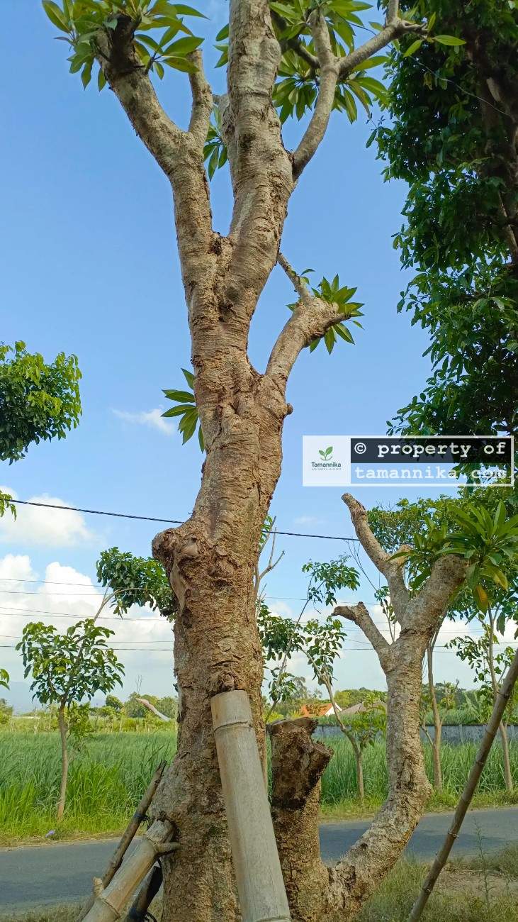 Jual pohon kamboja fosil batang unik