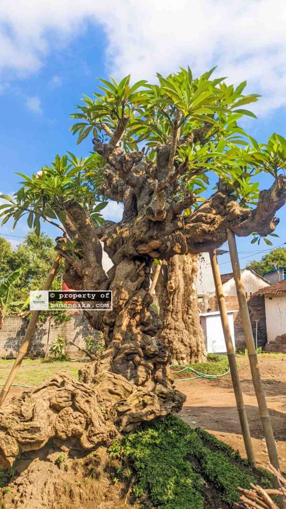 Jual Pohon Kamboja Fosil di Batu