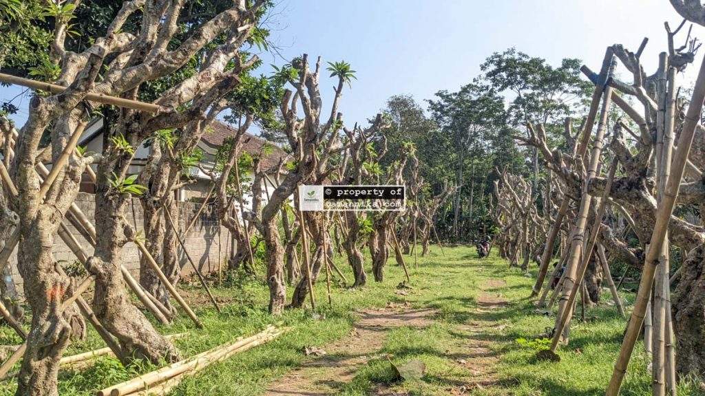Jual Pohon Kamboja Fosil di Klaten