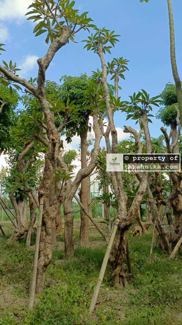 Jual pohon kamboja fosil untuk landscape