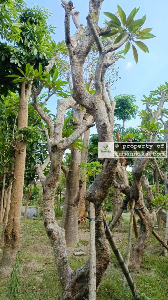 Jual Pohon Kamboja Fosil untuk Hotel