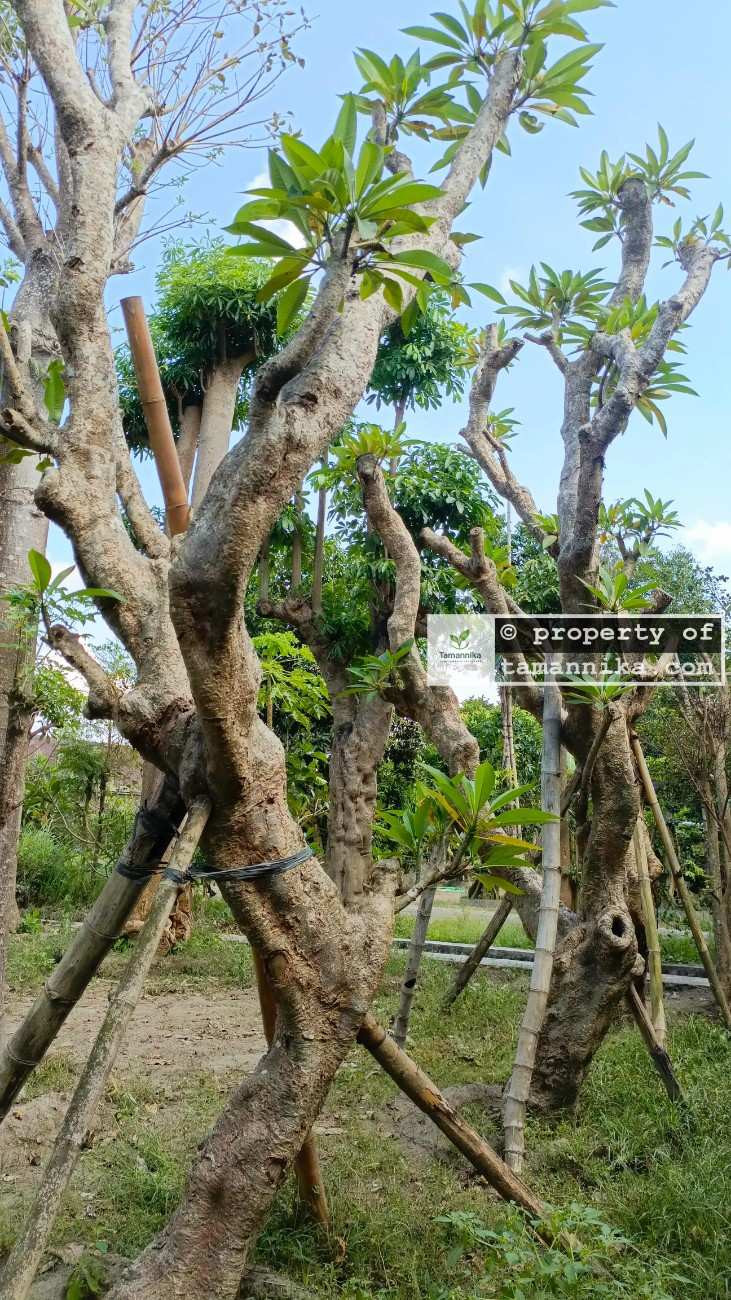 Jual pohon kamboja fosil karakter eksotik