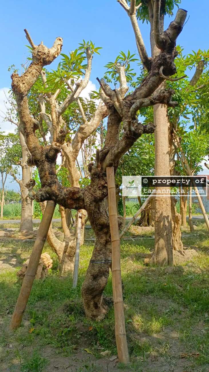 Jual Kamboja Fosil Bercabang Unik