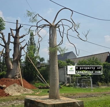jual pohon moringa afrika hias