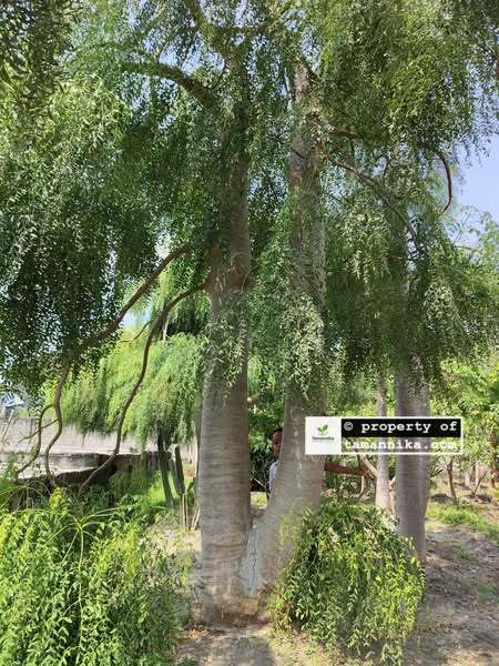 jual pohon moringa
