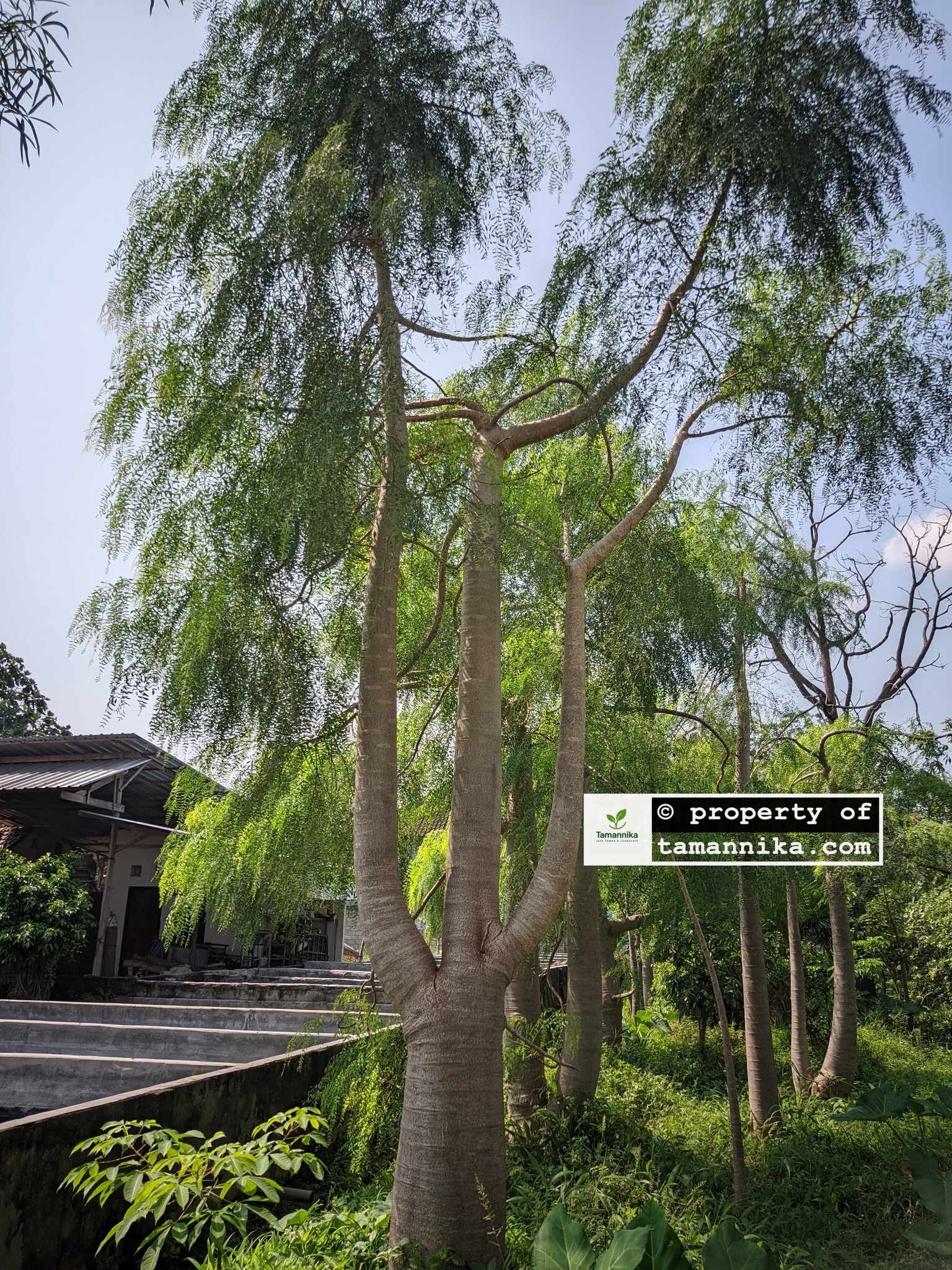 jual Pohon Moringa Afrika