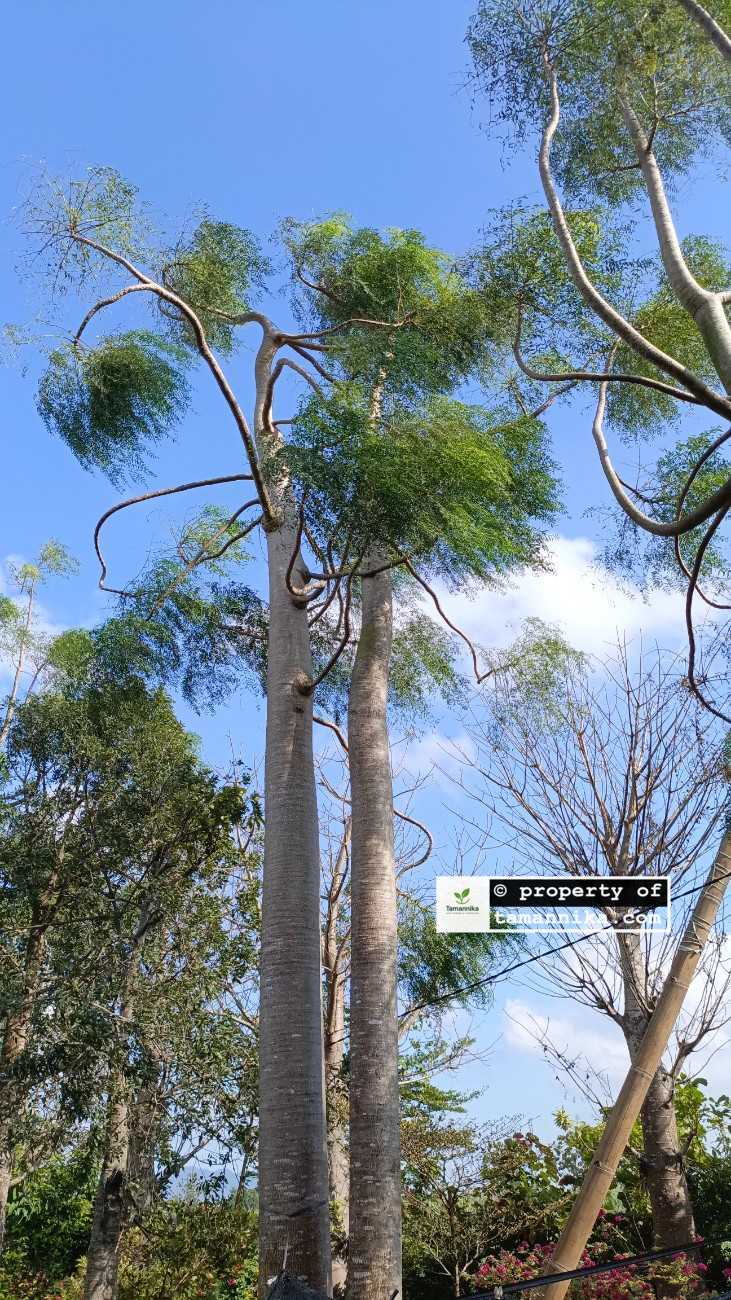 jual pohon moringa afrika cantik