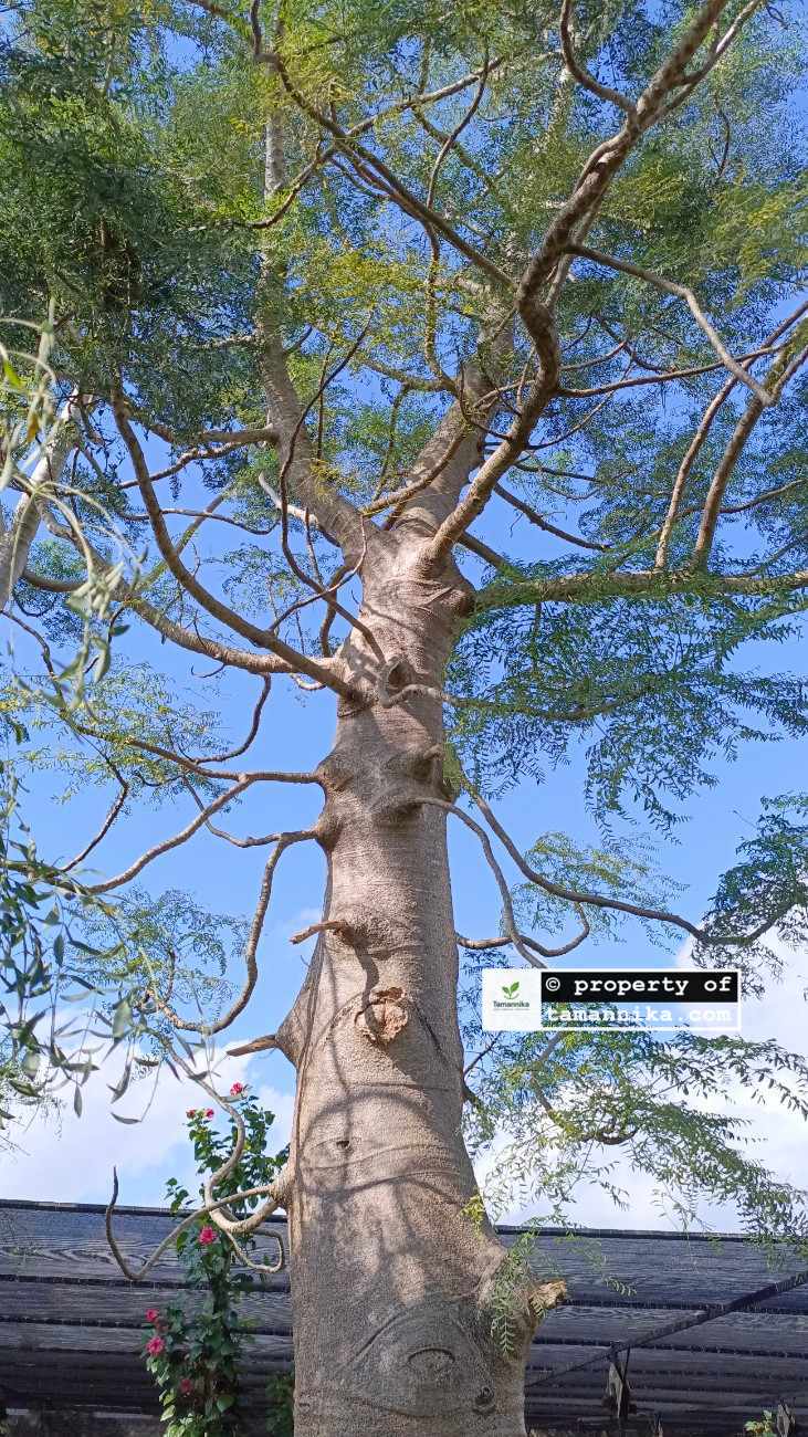 Jual pohon Moringa Afrika besar
