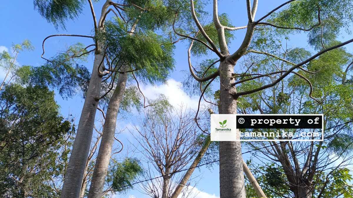 jual pohon moringa afrika tinggi