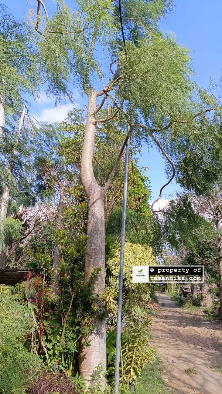 jual pohon moringa afrika besar
