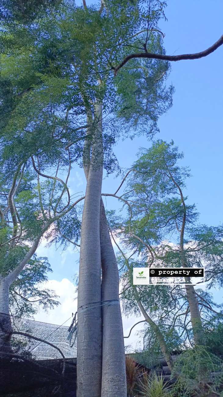 jual pohon moringa afrika premium