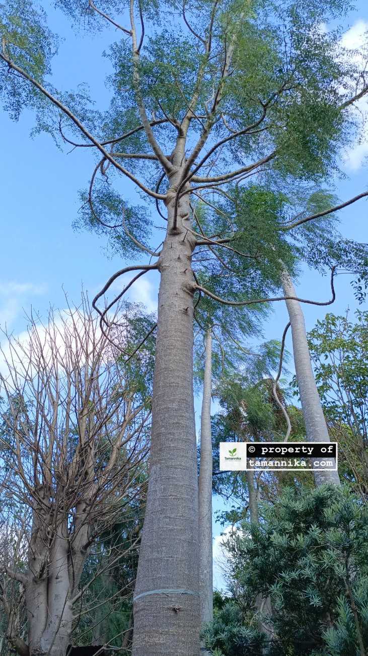 jual pohon moringa afrika besar