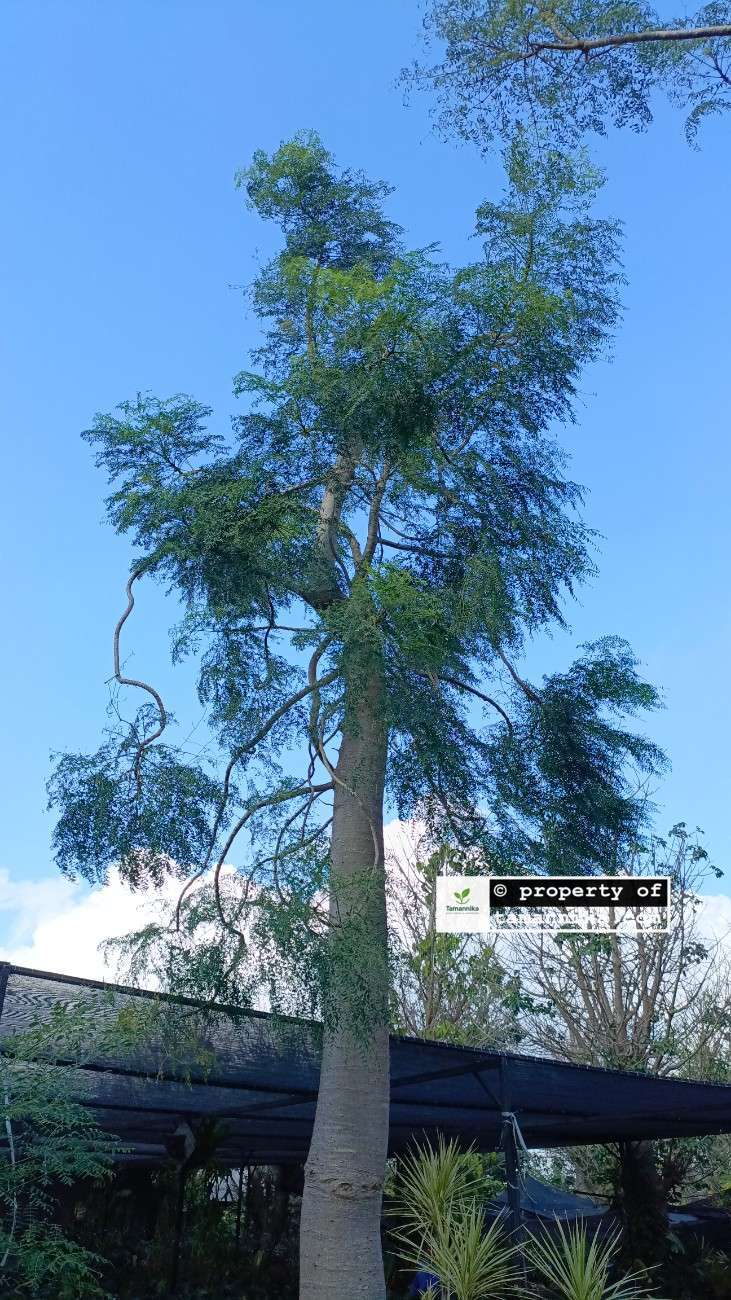 jual pohon moringa afrika unggul