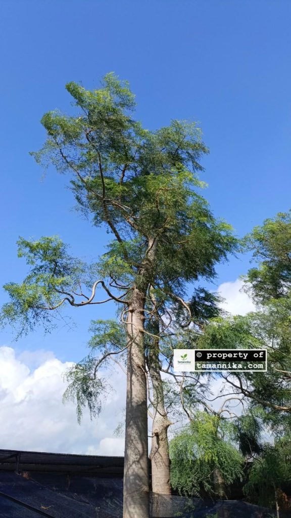 Jual Pohon Moringa Afrika untuk Taman Kota