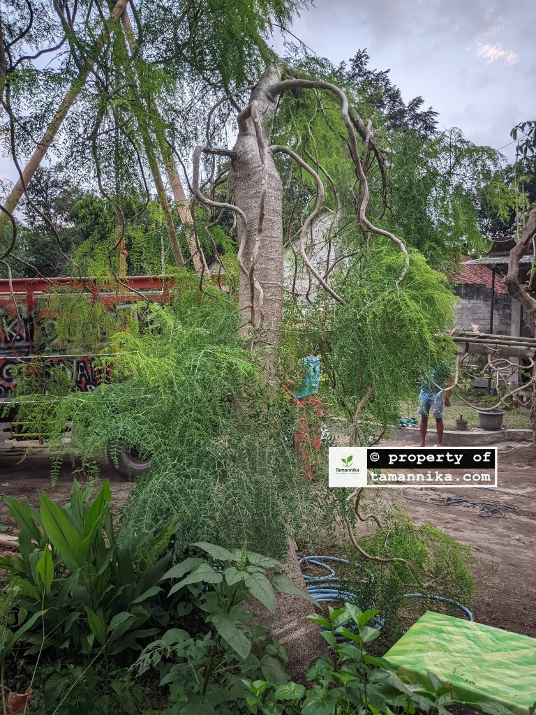 jual pohon moringa afrika besar