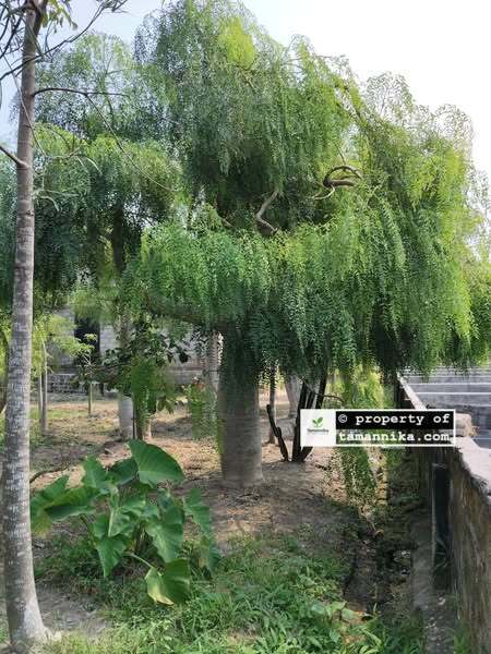 jual pohon moringa afrika bonsai