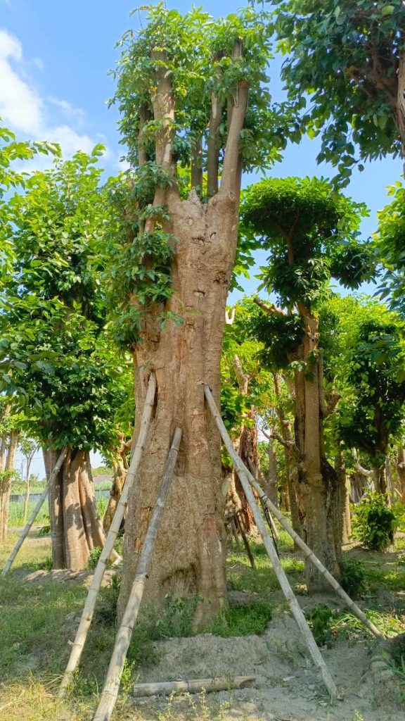Serat Unik Pohon Pule Fosil untuk Dekorasi Taman