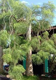 moringa