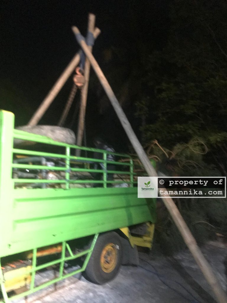 proses pengiriman pohon moringa besar