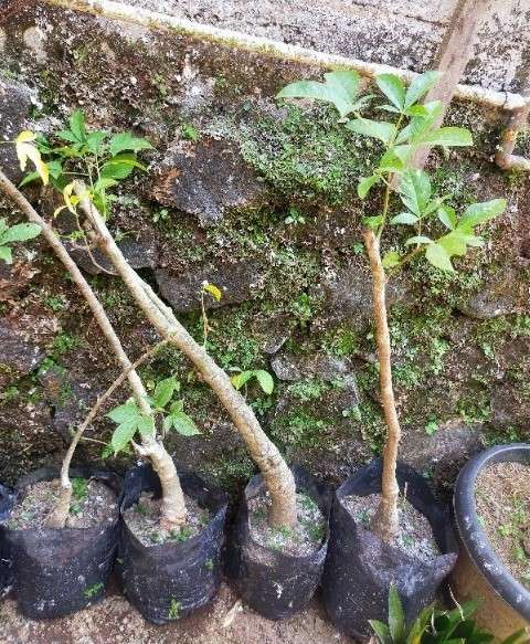 jual bibit pohon baobab 2