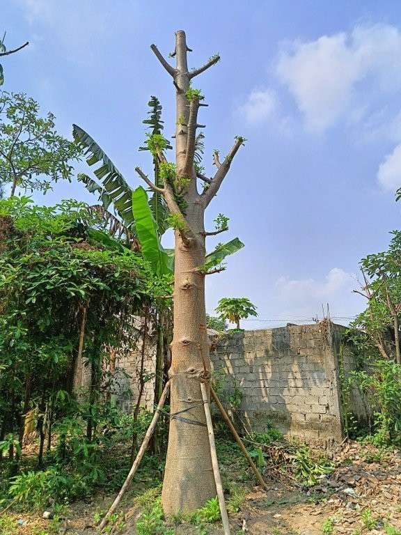 jual pohon baobab 3
