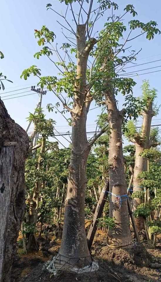 jual pohon baobab 6