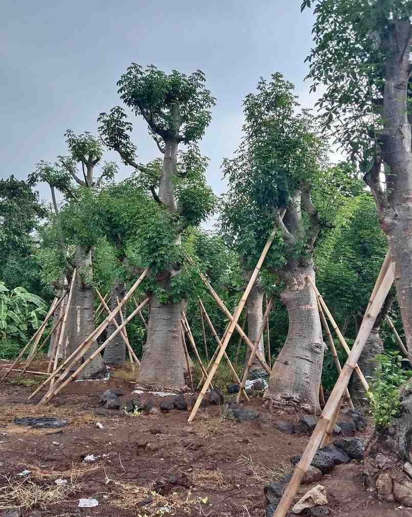 jual pohon baobab 8