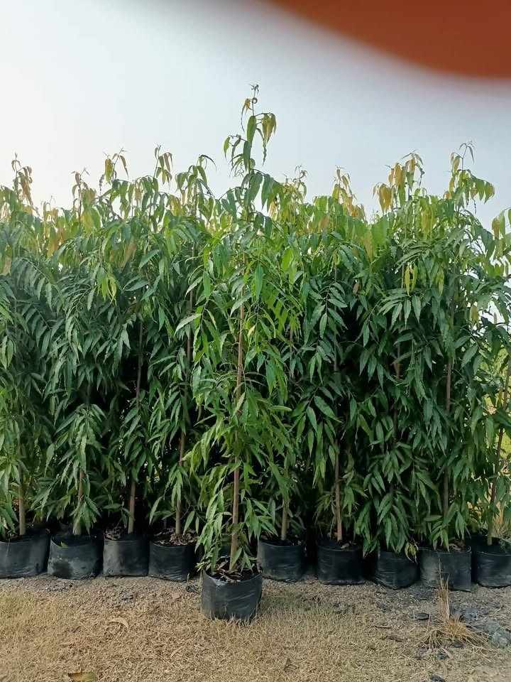 jual pohon glodokan tiang 12