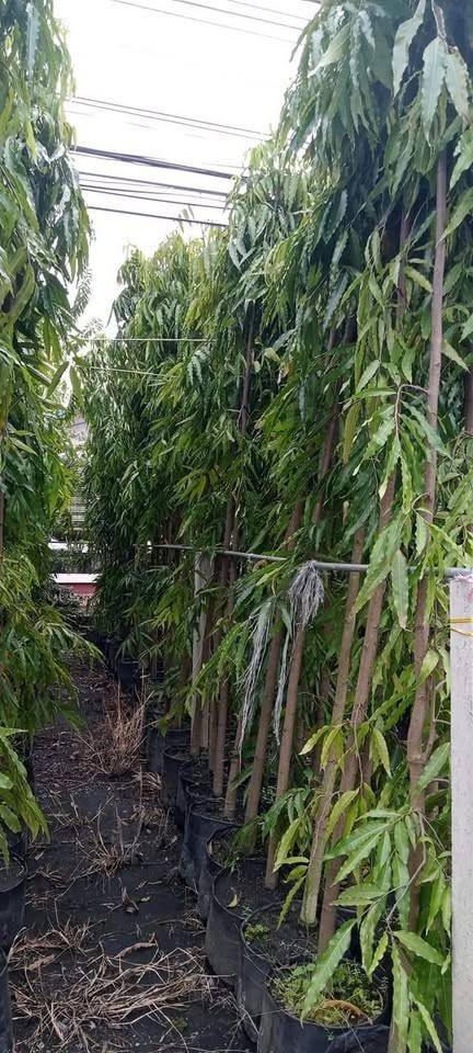 jual pohon glodokan tiang 4