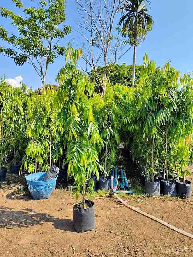 jual pohon glodokan tiang 5