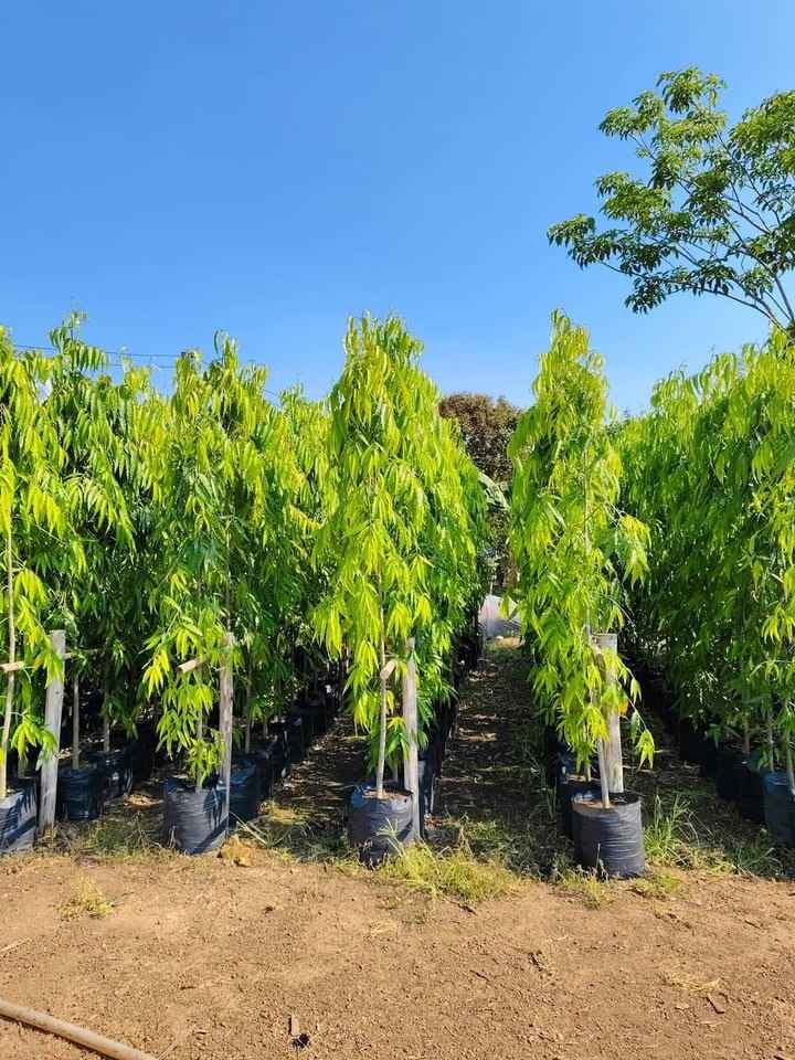 jual pohon glodokan tiang 6