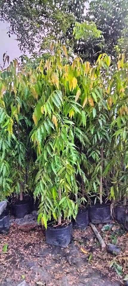 jual pohon glodokan tiang 7