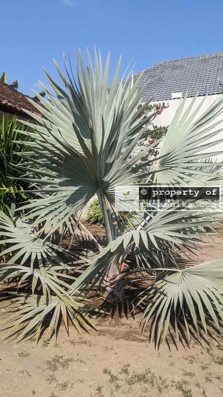 Jual Pohon Palem Bismarkia Silver Tinggi ±3-4 Meter