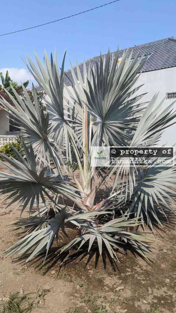jual pohon palem bismarkia silver 2