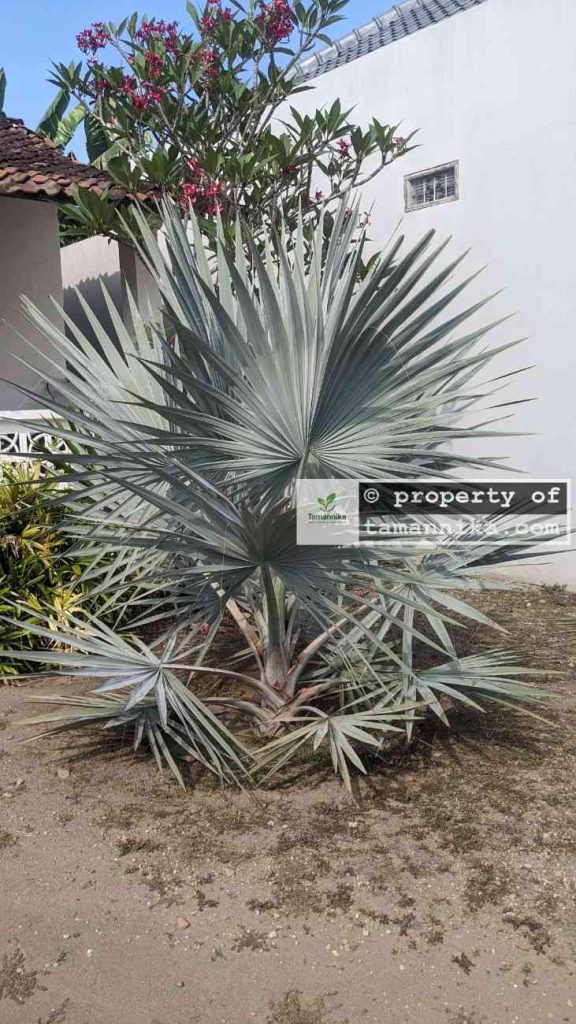jual pohon palem bismarkia silver 6