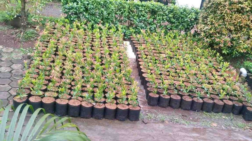 jual pohon pucuk merah 10
