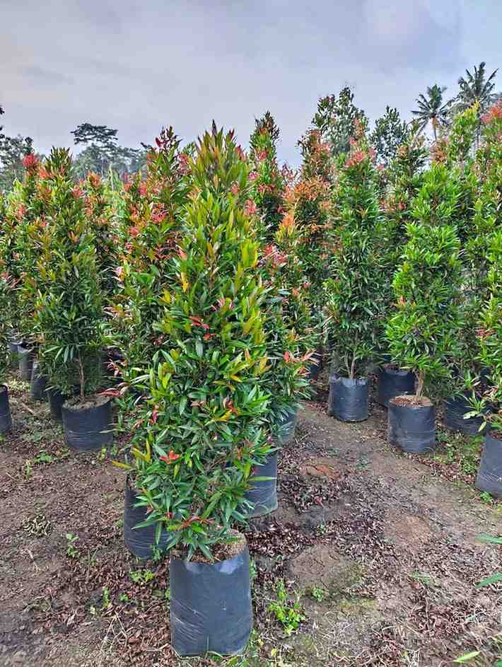 jual pohon pucuk merah 6
