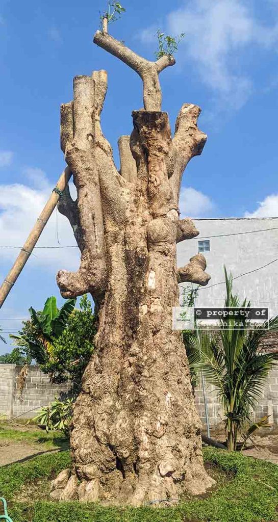 jual pohon pule fosil tua bonsai