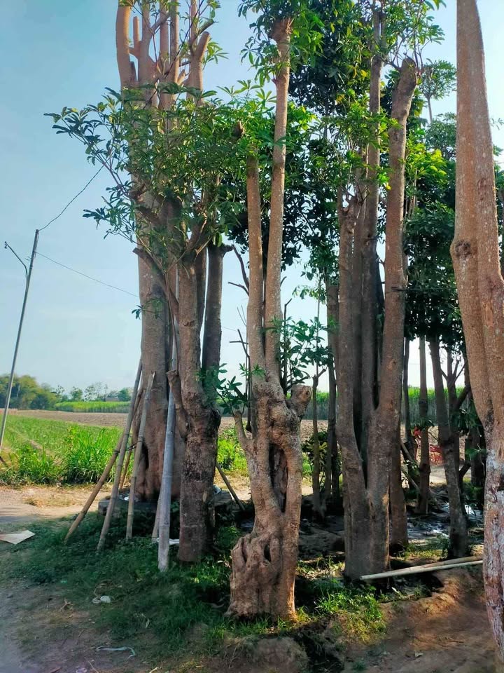jual pohon pule tinggi 4 meter